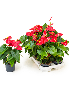 Anthurium And. Sierra (Flamingonkukka) 40-50 cm